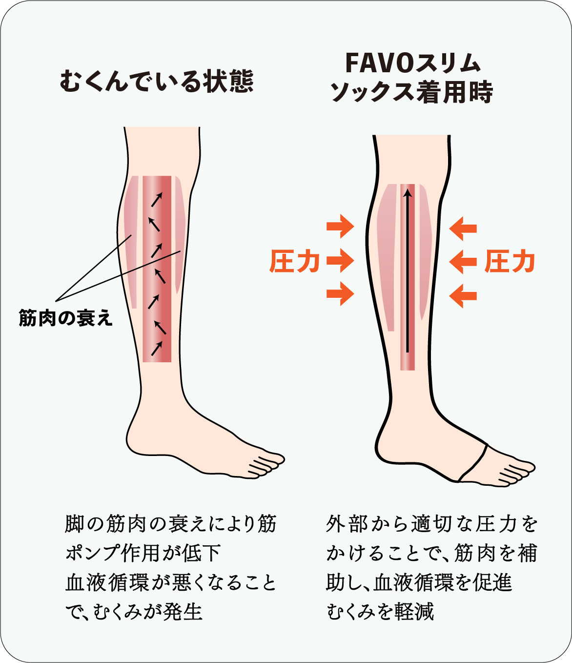 FAVOスリムソックス